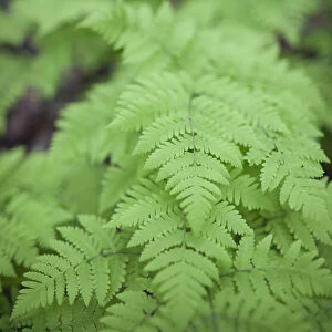 Close-Up Of The Green Foliage Of A Fern Plant; Homer, Alaska, United States Of America