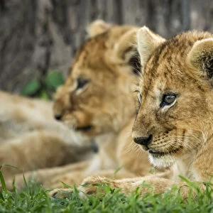 Close-up of lion cub lying beside sibling
