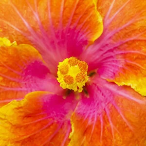Close-Up Macro Shot Of A Beautiful Orange, Pink And Yellow Hibiscus Flower; Honolulu, Oahu, Hawaii, United States Of America