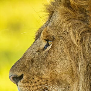 Close-up of a male lions face in Tanzania