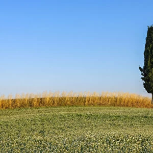 Clover and Wheat Fields with Mediterranean Cypress Tree (Cupressus sempervirens), Val d Orcia, Siena Province, Tuscany, Italy