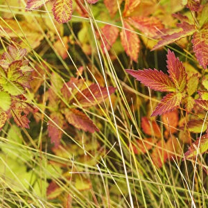 Coloured Leaves, Wild Raspberry, At The End Of The Summer Season; Edmonton, Alberta, Canada