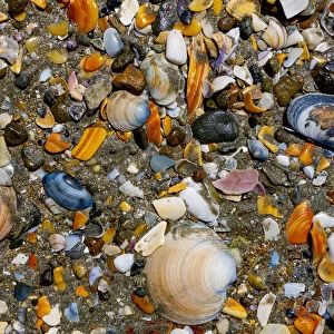 Colourful seashells on the beach