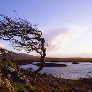 Connemara, Co Galway, Ireland; Windblown Tree