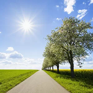 Country Road with Row of Pear Trees and Sun in Spring, Spielbach, Baden-Wurttemberg, Germany
