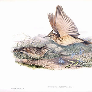 Crested lark. Galerida cristata. After a work by English ornitholgist and bird artist John Gould, 1804 - 1881. From his book The Birds of Great Britain, published 1873