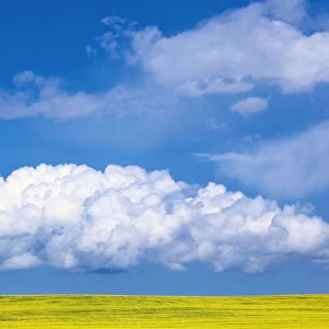 Cumulus Clouds Building Over Canola Field, Pembina Valley, Manitoba