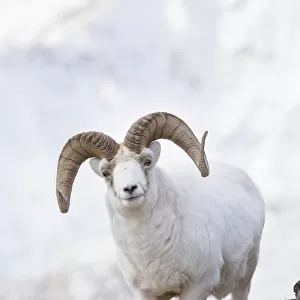 Dall Sheep Ram On Sheep Mountain, Kluane National Park, Yukon Territory, Canada