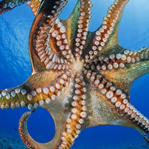 Day octopus (Octopus cyanea) is also known as the Big blue octopus. It occurs in both the Pacific and Indian Oceans, from Hawaii to the eastern coast of Africa; Hawaii, United States of America