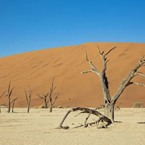 Deadvlei, a white clay pan surrounded by the highest sand dunes in the world, Namib Desert, Namibia