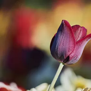Didiers tulip blossom, Tulpia gesneriana