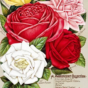 Dingee And Conard Co. Rose Bulb And Seed Catalog From 19th Century