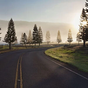 Early Morning Fog On Manele Road; Lanai, Hawaii, United States Of America
