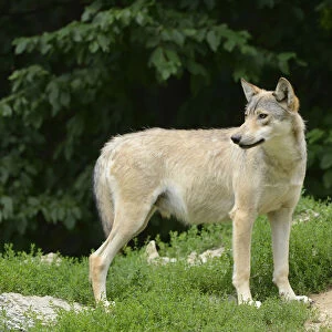 Eastern wolf (Canis lupus lycaon) standing at the edge of the forest, Germany