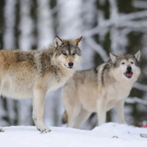 Eastern wolves (Canis lupus lycaon) in winter standing at the edge of the forest, Germany