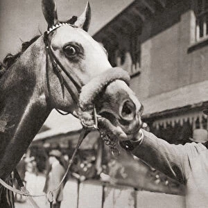 EDITORIAL Winston Churchill, seen here with his most famous racehorse, Colonist II, after its victory in the Victor Wild stakes at Kempton Park, 1950. Sir Winston Leonard Spencer-Churchill, 1874 - 1965. British politician, army officer, writer and twice Prime Minister of the United Kingdom