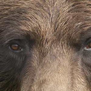 Extreme Close Up Of A Female Brown Bears Face At The Alaska Wildlife Conservation Center, Southcentral Alaska, Summer. Captive