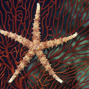 Fiji, Seastar (Gomophia Egyptiaca) On Gorgonian Coral (Melithaea Sp)