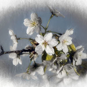 Flowering Yoshino Cherry Blossoms, Akebono Prunus x Yedoensis, Brooklyn Botanic Garden, USA