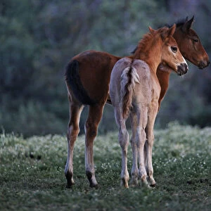 Two foals stand together watching studs fight