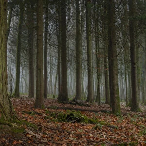 A thin fog lingers in a forest of evergreen trees; Brighton, East Sussex, England