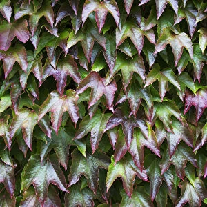 Foliage With Red And Green Leaves; Northumberland, England