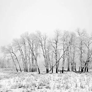 Frost and fog at Elk Island National Park, Alberta, Canada