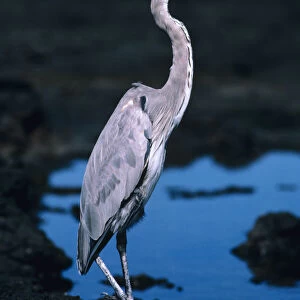 Galapagos, Great Blue Heron (Ardea Herodias), Next To A Rocky Pool