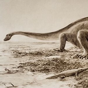The Giganotosaurus, Disinterred From Rocks, 1912. From A Reconstruction Drawing By A. Forrestier, From The Book The Outline Of History By H. G. Wells Volume 1, Published 1920