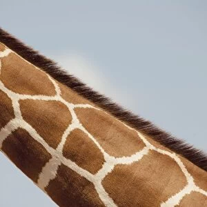 Giraffes Neck, Kenya, Africa