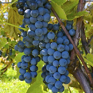 Grapes On A Vine; Sutton Junction, Quebec, Canada