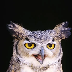 Great Horned Owl (Bubo Virginianus), Closeup Portrait