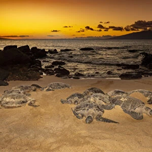 Green sea turtles in warm sand at sunset, Hawaii, USA