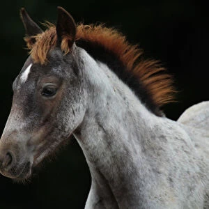 Grey foal with a red mane