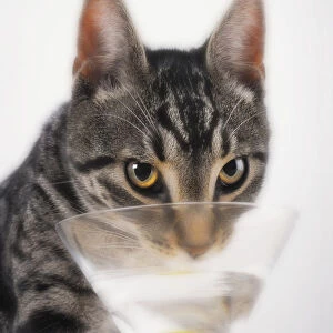 Grey tabby cat drinking martini; Vancouver british columbia canada