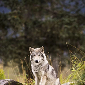 Grey Wolf (Canis Lupus) Pup Roams Its Enclosure, Captive At The Alaska Wildlife Conservation Center
