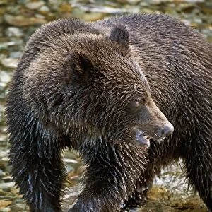 Grizzly Bear Biting Salmon; Hyder, Alaska, Usa