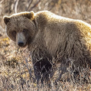 Grizzly bear, Denali National Park and Preserve, Alaska, USA