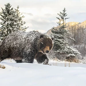 Grizzly bear walking in the snow