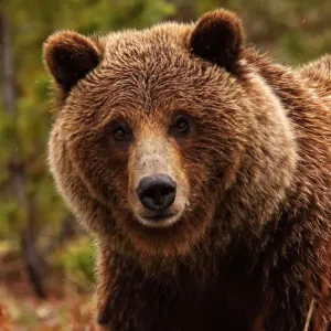 Grizzly Bear, Yukon