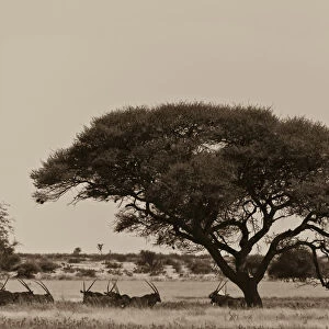 A group of oryx rest in the shad of an Acacia Tree
