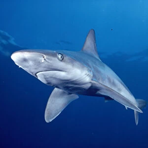 Hawaii, Lanai, Sandbar Shark Swims Into Camera Side Angle Clear Blue Ocean A79E
