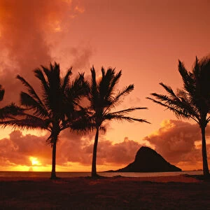 Hawaii, Oahu, Orange Yellow Sunrise At Chinamans Hat, Palms Silhouetted A42G