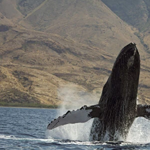 Hawaii, West Maui, A Humpback Whale (Megaptera Novaeangliae) breaches, Propelling its body from the ocean