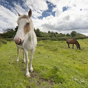 Horses Grazing In A Field; Northumberland, England
