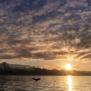 Humpback whale displaying fluke with the sun setting over the mountains, Lynn Canal, Alaska, USA