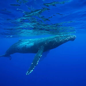 Humpback Whale (Megaptera Novaeangliae); Hawaii, United States Of America