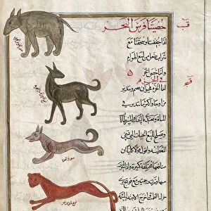 Identified in book as, from top: Hippopotamus (Hippopotamus amphibius), a sea sheep, and three varieties of sea dog. After an illustration by Mirza Baqir in a 19th century Iranian book of Greek physician and botanist Pedanius Dioscoridess 1st century AD work De Materia Medica; Artwork