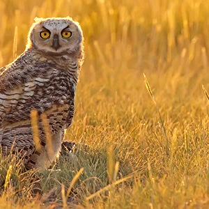 Immature Great Horned Owl Backlit In A Grass Field, Saskatchewan