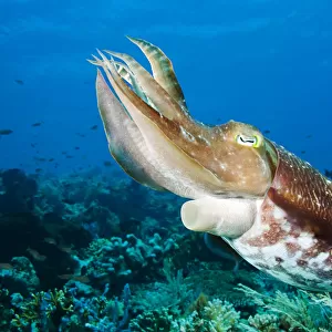 Indonesia, Cuttlefish (Sepia Latimanus); Komodo